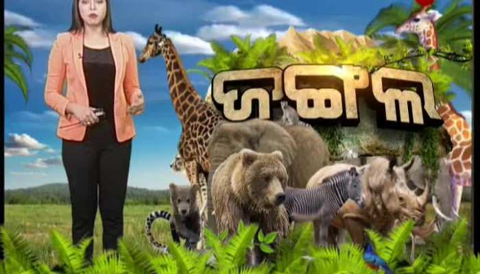 Jangal