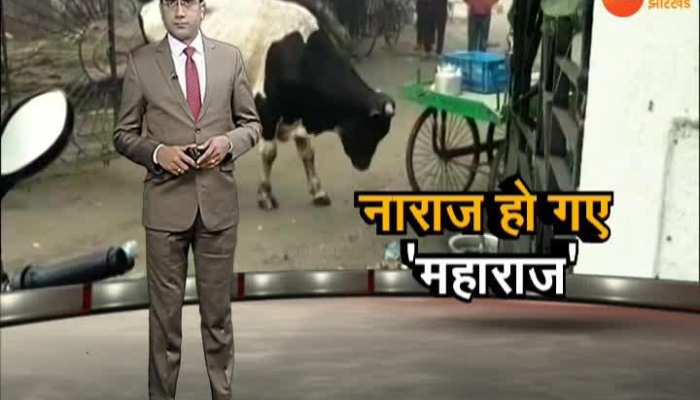 VIDEO: The bull showed its strength on the road