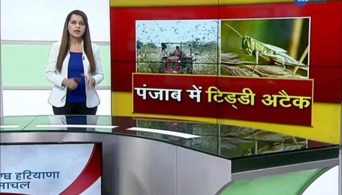 Tiddi Dal Attack in Different Areas of Punjab