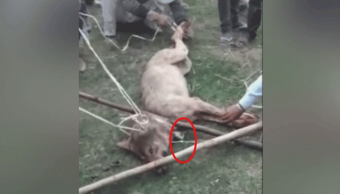 UP: संभल में गांव वालों ने भेड़िये के गले में बांधी घंटी, एक पुरानी कहानी का सबसे ताजा संस्करण UP: संभल में गांव वालों ने भेड़िये के गले में बांधी घंटी, एक पुरानी कहानी का सबसे ताजा संस्करण