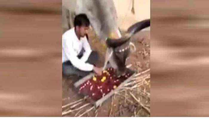 VIDEO: जहां पशुपालक गाय के साथ खाता है खाना, पनघट पर एक साथ पीते हैं पानी VIDEO: जहां पशुपालक गाय के साथ खाता है खाना, पनघट पर एक साथ पीते हैं पानी