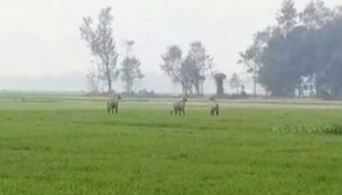 बिहार: सहरसा के गांव में नीलगाय से परेशान लोग, गेहूं की फसल को कर रहे बरबाद बिहार: सहरसा के गांव में नीलगाय से परेशान लोग, गेहूं की फसल को कर रहे बरबाद
