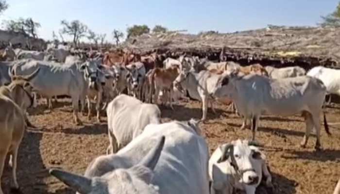 Poor Farmer Mor Singh Made Free Shelter For Stray Cows In Jhalawar झ ल व ड गर ब क स न बन ग व श क मस ह अपन खर च पर कर रह कर ब 500 ग य क द खभ ल Hindi News र जस थ न