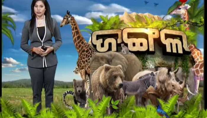 Jungle || ଦେଖନ୍ତୁ ଜଙ୍ଗଲ ଦୁନିଆର କିପରି ପାଦେ ପାଦେ ଥାଏ ବିପଦ