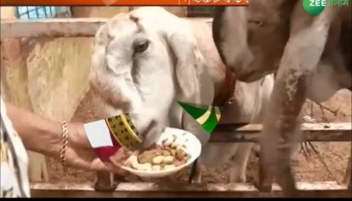 Prices of goats high in Bakrid