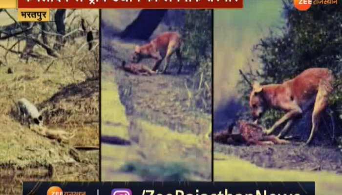 There are embarrassing pictures of Keoladeo National Park!