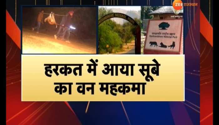 Open game of 'hunting' in Ranthambore, stir after Chital hunting swaimadhopur