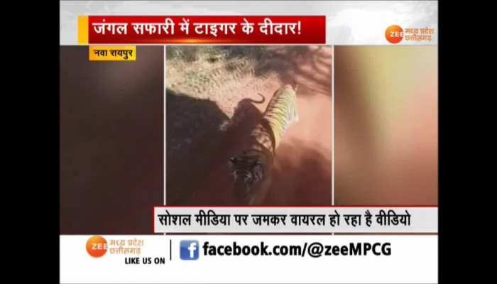 Two tigers running after jungle safari in Nava Raipur