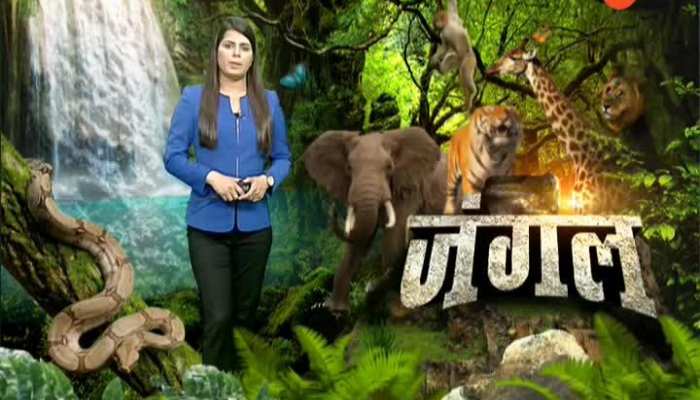 There is so much special for you in today's jungle safari in jungle17-02-2020