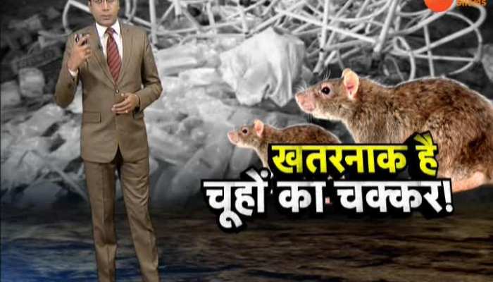 VIDEO: Bihar's mice are dangerous!