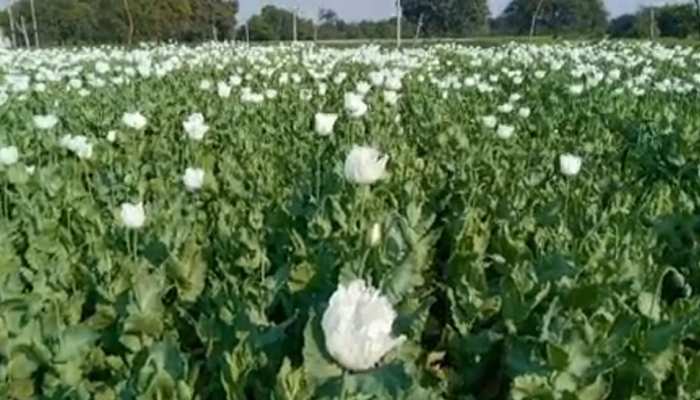 अलवर: अफीम फसल की अवैध खेती पर पुलिस ने की कार्यवाही, फिर... अलवर: अफीम फसल की अवैध खेती पर पुलिस ने की कार्यवाही, फिर...