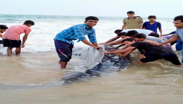ଧୀବର ଜାଲରେ ବିରଳ ମାଛ ଧୀବର ଜାଲରେ ବିରଳ ମାଛ