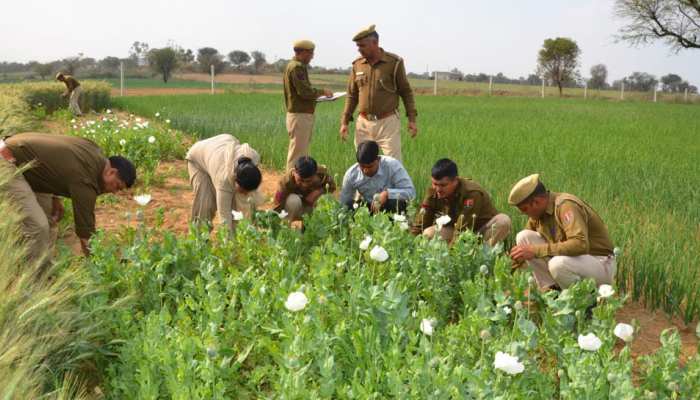 Large Number Of Poppy Cultivation In Jaipur 16900 Plants Confiscated जयप र म बड स ख य म अफ म क ख त 16900 प ध जब त Hindi News र जस थ न