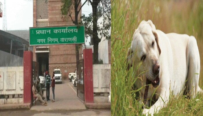 वाराणसी: पालतू कुत्तों के लिए आईकार्ड जारी कर रहा नगर निगम वाराणसी: पालतू कुत्तों के लिए आईकार्ड जारी कर रहा नगर निगम