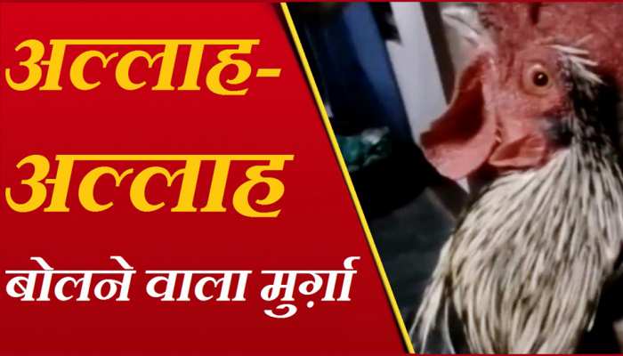 खुद पर ज्यादती के वक्त "अल्लाह-अल्लाह" बोलने वाला मुर्गा, Video देखें खुद पर ज्यादती के वक्त "अल्लाह-अल्लाह" बोलने वाला मुर्गा, Video देखें