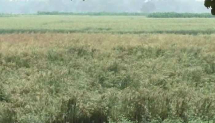 बिहार: मधेपुरा में बेमौसम ने तोड़ी किसानों की कमर, फसलें हुई बुरी तरह बरबाद बिहार: मधेपुरा में बेमौसम ने तोड़ी किसानों की कमर, फसलें हुई बुरी तरह बरबाद