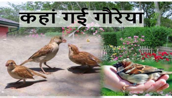 प्रकृति पर हमारे अतिक्रमण से रूठ गई है गौरेया, इसलिए बंद किया चहचहाना प्रकृति पर हमारे अतिक्रमण से रूठ गई है गौरेया, इसलिए बंद किया चहचहाना