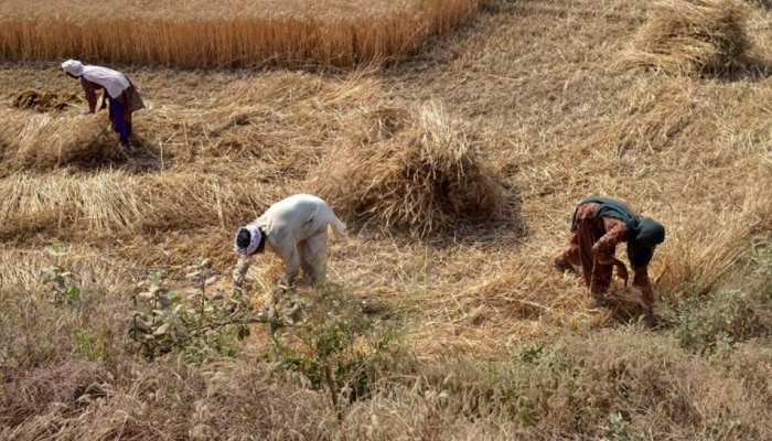 राजस्थान: गहलोत सरकार का किसानों के लिए निर्देश, फसल की कटाई में इन नियमों को मानें राजस्थान: गहलोत सरकार का किसानों के लिए निर्देश, फसल की कटाई में इन नियमों को मानें