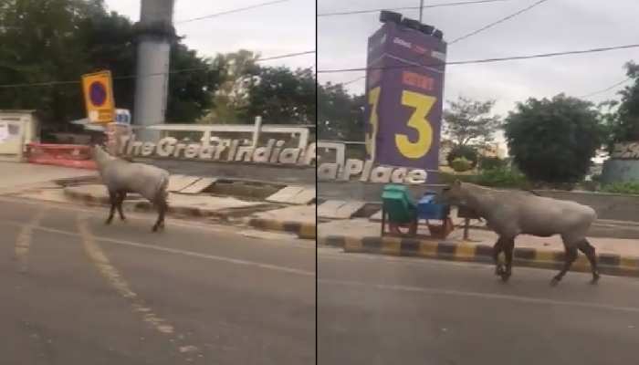 VIDEO: सड़कों से गायब हैं इंसान और लग्जरी गाड़ियां, निडर होकर घूम रहे हैं जानवर VIDEO: सड़कों से गायब हैं इंसान और लग्जरी गाड़ियां, निडर होकर घूम रहे हैं जानवर