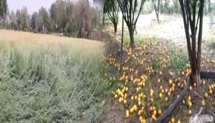 लॉकडाउन के बाद किसान पर बेमौसम बारिश की मार, आगर में फसलों को 50 प्रतिशत से ज्यादा नुकसान लॉकडाउन के बाद किसान पर बेमौसम बारिश की मार, आगर में फसलों को 50 प्रतिशत से ज्यादा नुकसान