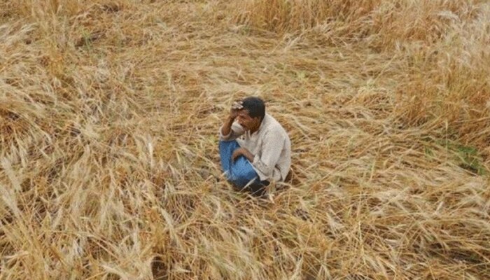 खेत में भीगी और बिछी फसल को देखकर रो पड़े किसान, बोले- अब कोई भाव नहीं देगा खेत में भीगी और बिछी फसल को देखकर रो पड़े किसान, बोले- अब कोई भाव नहीं देगा