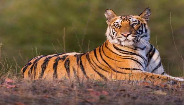 इंसानों के साथ जानवरों को भी अपने गिरफ्त में लेता कोरोना वायरस इंसानों के साथ जानवरों को भी अपने गिरफ्त में लेता कोरोना वायरस