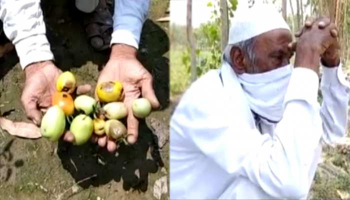 सब्ज़ियों और फलों की बंपर पैदावार, फिर भी किसानों के चेहरों पर छायी मायूसी सब्ज़ियों और फलों की बंपर पैदावार, फिर भी किसानों के चेहरों पर छायी मायूसी