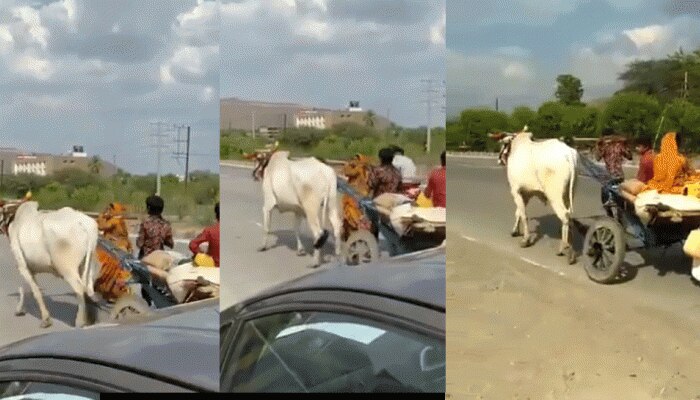 एक बैल मर गया तो महिला खुद दूसरी तरफ से बैलगाड़ी खींचने को हुई मजबूर, वीडियो हो रहा वायरल एक बैल मर गया तो महिला खुद दूसरी तरफ से बैलगाड़ी खींचने को हुई मजबूर, वीडियो हो रहा वायरल