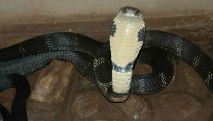 लखीसराय: क्वारंटाइन सेंटर में मची अफरा तफरी, विषैले सांप को देख भाग गए लोग लखीसराय: क्वारंटाइन सेंटर में मची अफरा तफरी, विषैले सांप को देख भाग गए लोग
