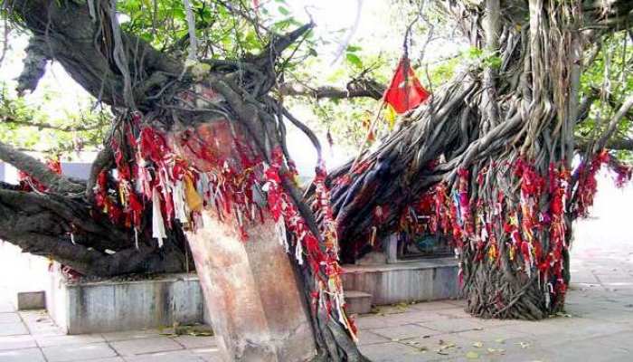 धरा पर देवतुल्य और पूजनीय है वट वृक्ष, इसलिए होती है पूजा