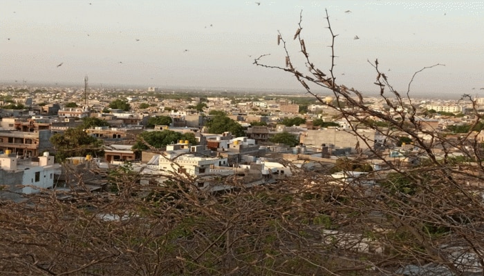 करौली की इन जगहों पर पहुंचा टिड्डी दल, किसानों में भय का माहौल करौली की इन जगहों पर पहुंचा टिड्डी दल, किसानों में भय का माहौल