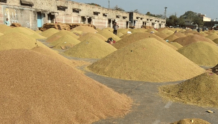 RAJFED ने एक दिन में सर्वाधिक 32 हजार मीट्रिक टन खरीद का बनाया रिकॉर्ड RAJFED ने एक दिन में सर्वाधिक 32 हजार मीट्रिक टन खरीद का बनाया रिकॉर्ड
