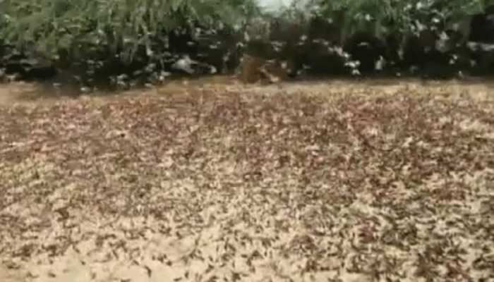 पाकिस्तानी दुश्मन के आमेर पहुंचते ही इलाके में हड़कंप, किसान हुए परेशान पाकिस्तानी दुश्मन के आमेर पहुंचते ही इलाके में हड़कंप, किसान हुए परेशान