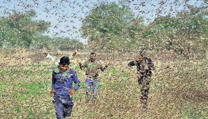 दौसा में कृषि विभाग ने चलाया 'ऑपरेशन क्लीन' टिड्डी, दवा का किया छिड़काव दौसा में कृषि विभाग ने चलाया 'ऑपरेशन क्लीन' टिड्डी, दवा का किया छिड़काव