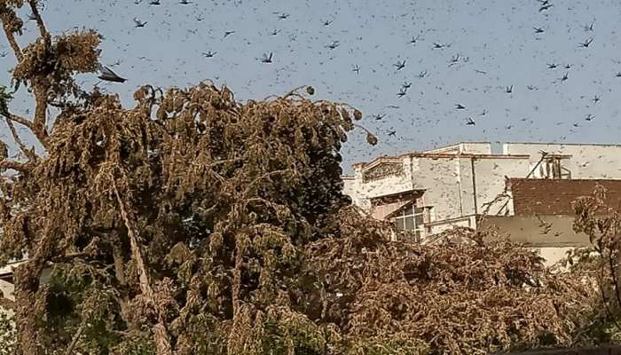 जयपुर में टिड्डियों का अटैक, टिड्डी आक्रमित जिला घोषित, अधिसूचना जारी जयपुर में टिड्डियों का अटैक, टिड्डी आक्रमित जिला घोषित, अधिसूचना जारी
