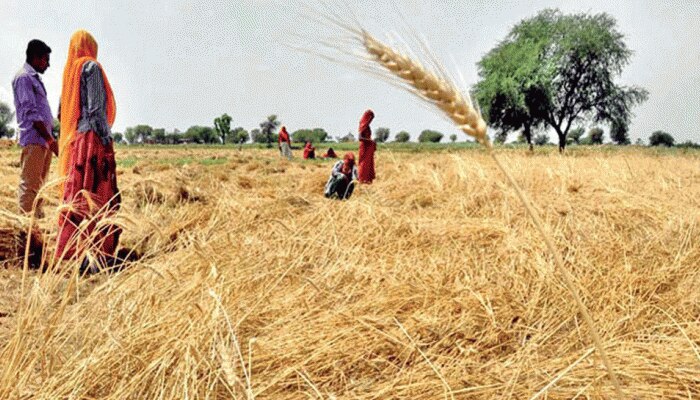 राजस्थान में 25 हजार किसानों की बल्ले-बल्ले, सरकार ने उठाया यह कदम राजस्थान में 25 हजार किसानों की बल्ले-बल्ले, सरकार ने उठाया यह कदम