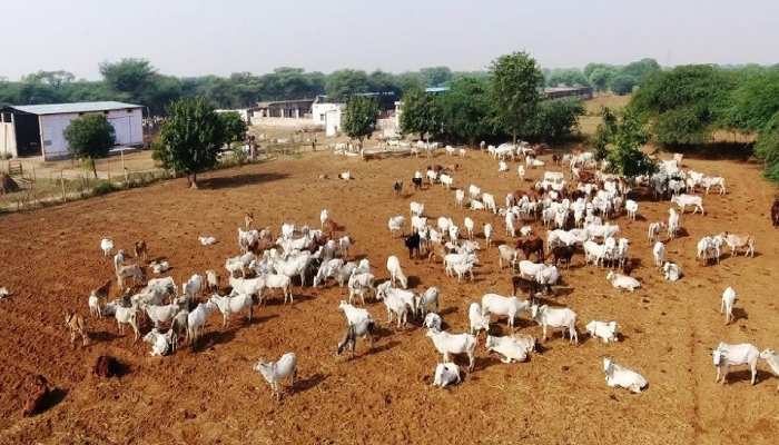 66 गौशालाओं में छोटे-बड़े पशुओं के लिए 8.74 करोड़ की अनुदान राशि जारी 66 गौशालाओं में छोटे-बड़े पशुओं के लिए 8.74 करोड़ की अनुदान राशि जारी