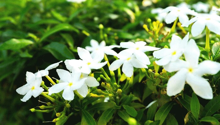 लॉकडाउन ने तोड़ी फूलों की खेती करने वाले किसानों की कमर, बोले- कैसे चलेगा घर लॉकडाउन ने तोड़ी फूलों की खेती करने वाले किसानों की कमर, बोले- कैसे चलेगा घर