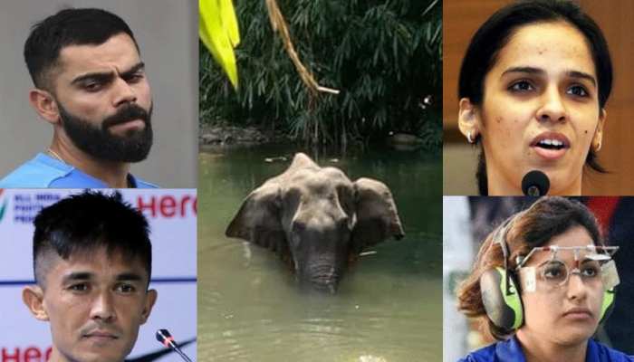 गर्भवती हथिनी की मौत पर फूटा विराट कोहली समेत कई खिलाड़ियों का गुस्सा, कही ये बात गर्भवती हथिनी की मौत पर फूटा विराट कोहली समेत कई खिलाड़ियों का गुस्सा, कही ये बात