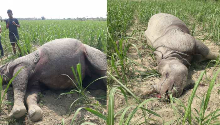 बगहा: गैंडा की एंथ्रेक्स रिपोर्ट से बढ़ी वन विभाग की चिंता, मौत पर सस्पेंस बरकरार बगहा: गैंडा की एंथ्रेक्स रिपोर्ट से बढ़ी वन विभाग की चिंता, मौत पर सस्पेंस बरकरार