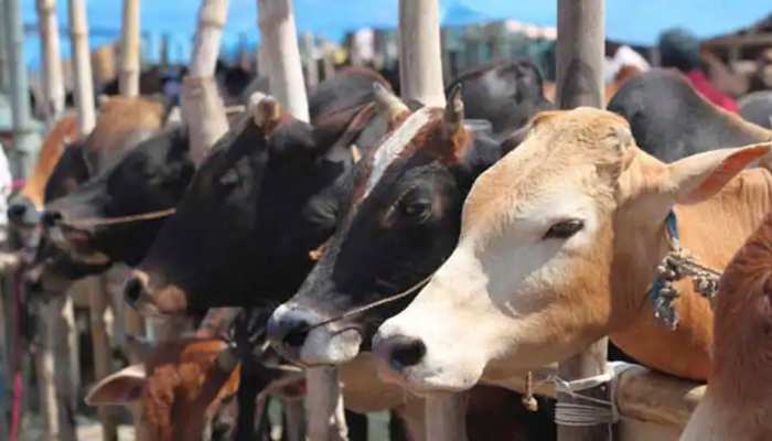 गोकशी को लेकर उत्तर प्रदेश की तर्ज पर उत्तराखंड में उठी सख्त कानून की मांग गोकशी को लेकर उत्तर प्रदेश की तर्ज पर उत्तराखंड में उठी सख्त कानून की मांग