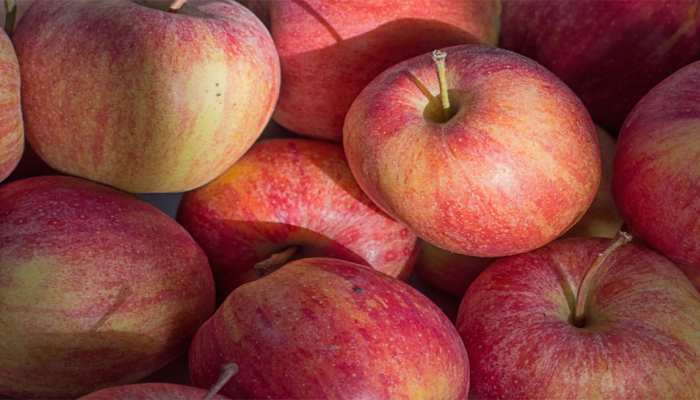 सेब की ताज़ा खबरे हिन्दी में | ब्रेकिंग और लेटेस्ट न्यूज़ in Hindi - Zee  News Hindi