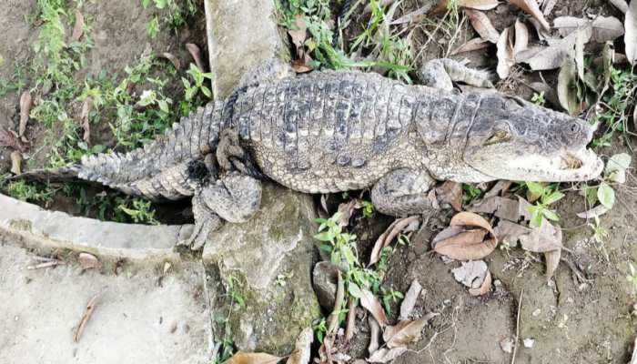 बिहार: गंडक नदी में बढ़ी घड़ियालों की संख्या, 6 सालों में 12 से बढ़कर हुए 260 बिहार: गंडक नदी में बढ़ी घड़ियालों की संख्या, 6 सालों में 12 से बढ़कर हुए 260