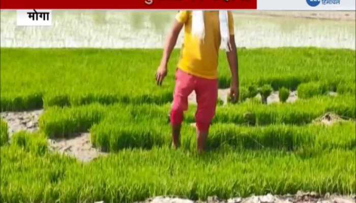 unemployed youth of Punjab