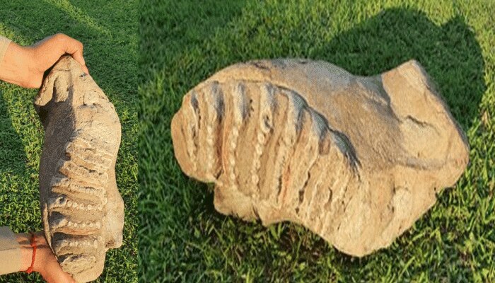 सहारनपुर के शिवालिक वन क्षेत्र से मिला विलुप्त 50 लाख साल पुराने हाथी का जीवाश्म सहारनपुर के शिवालिक वन क्षेत्र से मिला विलुप्त 50 लाख साल पुराने हाथी का जीवाश्म