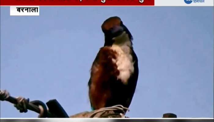 Lockdown proved to be a boon for birds