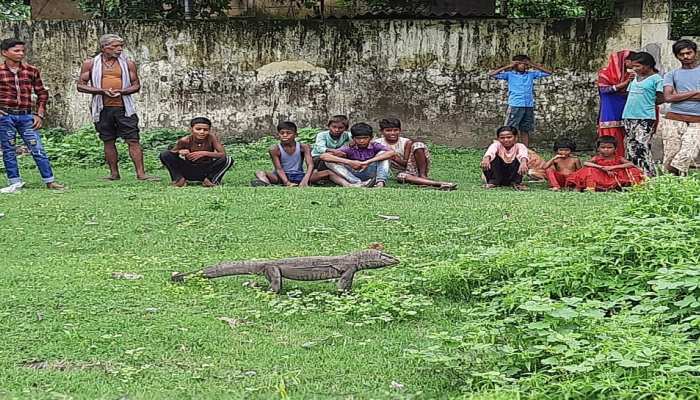 बगहा: गांव में अचानक पहुंचा दुर्लभ लिजार्ड, ग्रामीणों ने लाठी-डंडे के सहारे घेरा बगहा: गांव में अचानक पहुंचा दुर्लभ लिजार्ड, ग्रामीणों ने लाठी-डंडे के सहारे घेरा
