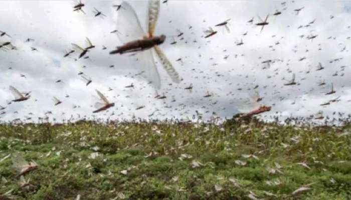 टिड्डी टेरर के कहर से परेशान हैं बगहा के किसान, इलाके में कौतूहल भरा माहौल टिड्डी टेरर के कहर से परेशान हैं बगहा के किसान, इलाके में कौतूहल भरा माहौल
