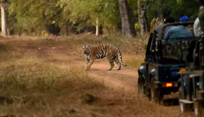 Raipur Jungle Safari and Nandanvan will open after 105 days tourists will  be able to visit | रायपुर: 105 दिनों बाद खुल रहा है नंदनवन और जंगल सफारी  लेकिन इन नियमों का