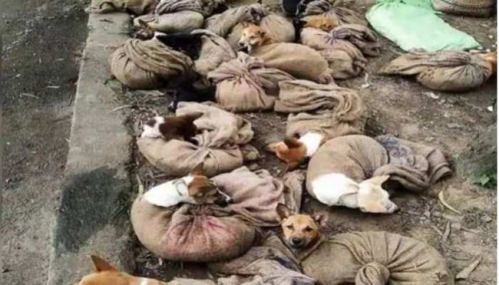  नागालैंड में &#039;कुत्तों के मांस&#039; की बिक्री और सेवन पर लगी रोक
